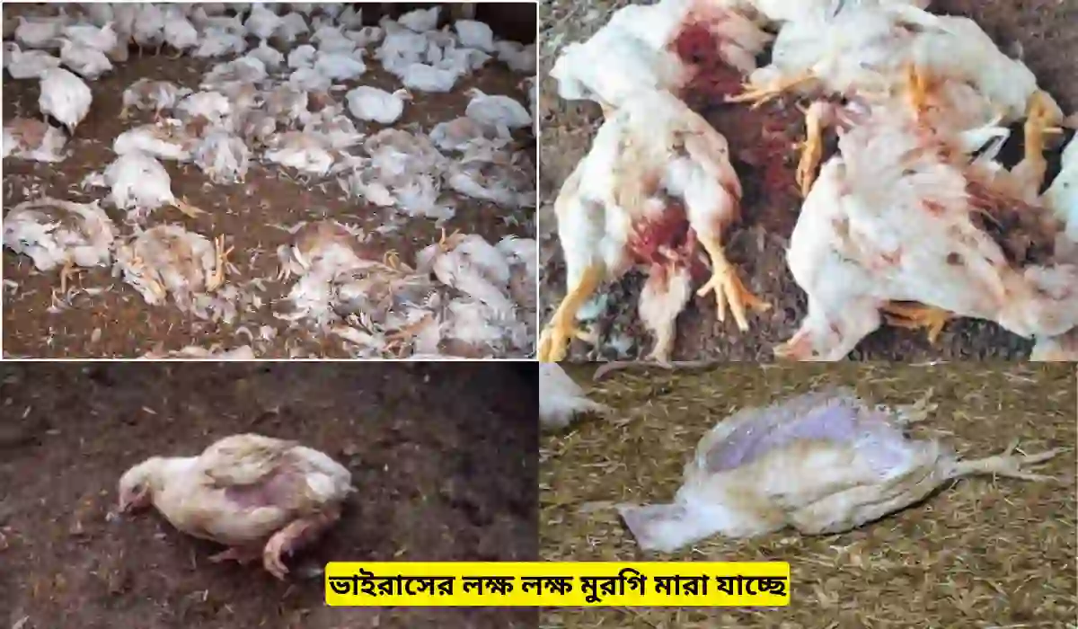 ভাইরাসের লক্ষ লক্ষ মুরগি মারা যাচ্ছে